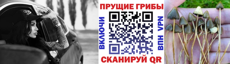 kraken ССЫЛКА  Долгопрудный  Псилоцибиновые грибы Psilocybine cubensis 
